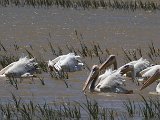 frieda 188  White Pelicans hunting the one pan - pan droog op en wit pelikane jag : frieda